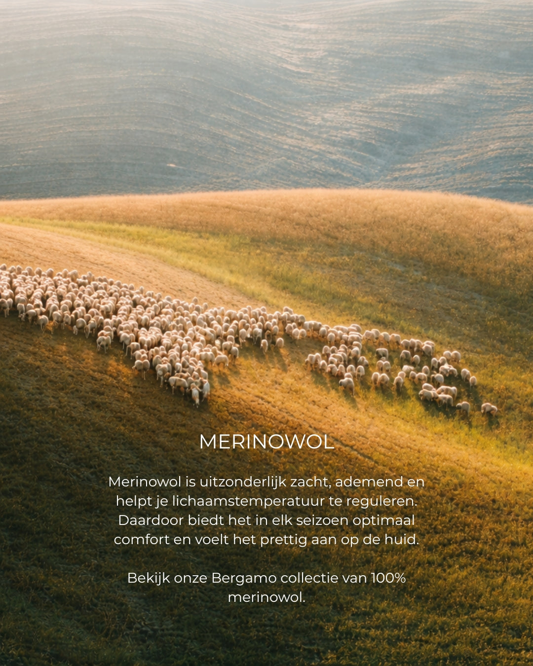 MERINOWOL_2048_x_1024_px_1080_x_1350_px_1.jpg